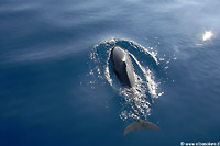 Delfine im Meer von Elba