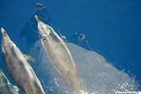 Delfini nel mare all'isola d'Elba